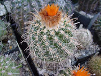 Parodia schwebsiana