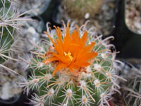 Parodia schwebsiana