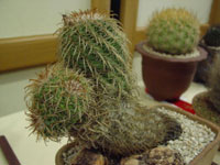 Parodia schwebsiana