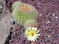 Parodia scopa