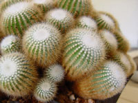 Parodia scopa