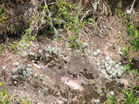 Parodia scopa