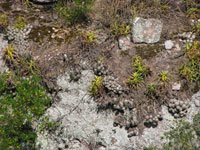 Parodia scopa