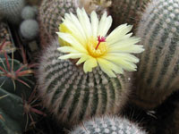 Parodia scopa