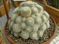 Parodia scopa