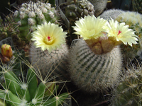 Parodia scopa