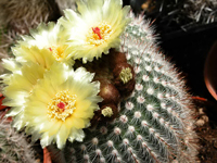 Parodia scopa