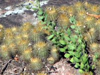 Parodia scopa