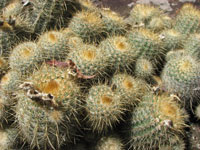 Parodia scopa