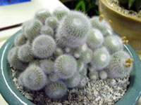 Parodia scopa