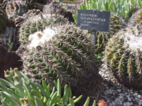 Parodia sellowii