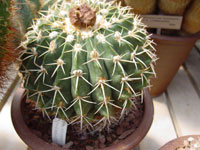 Parodia sellowii