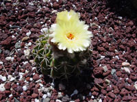 Parodia sellowii