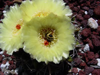 Parodia sellowii