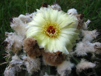 Parodia sellowii