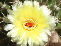 Parodia sellowii