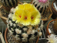 Parodia sellowii