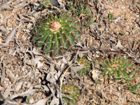 Parodia sellowii