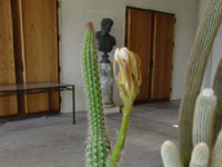 Peniocereus serpentinus