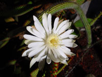 Peniocereus serpentinus