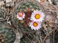 Pediocactus simpsonii