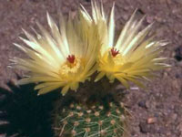 Parodia stockingeri