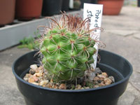 Parodia stuemeri