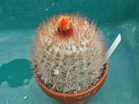 Parodia stuemeri