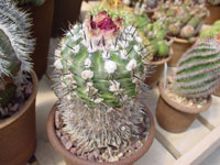 Parodia subterranea