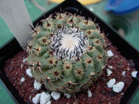 Parodia subterranea