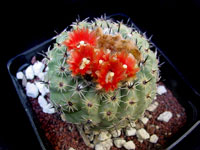 Parodia subterranea