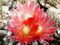 Parodia subterranea