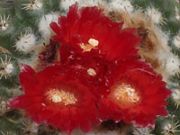 Parodia subterranea