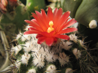 Parodia subterranea