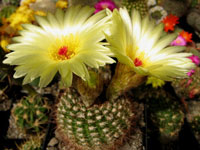 Parodia tabularis