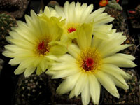 Parodia tabularis