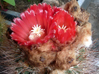 Parodia tilcarensis