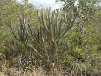 Pilosocereus tuberculatus