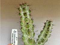 Pilosocereus tuberculatus