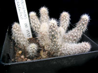 Pterocactus valentinii