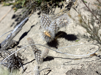 Pterocactus valentinii