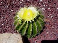 Parodia warasii