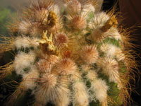 Parodia warasii