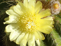 Parodia warasii