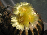 Parodia warasii