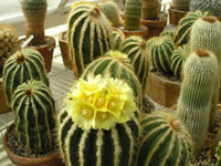 Parodia warasii