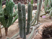 Pachycereus weberi