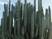 Pachycereus weberi