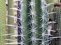 Pachycereus weberi