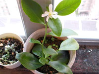 Pereskia weberiana